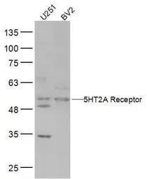 5-HT2A receptor antibody