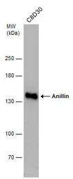 Anillin antibody [C3], C-term