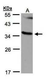 RASSF1 antibody [N1C3]
