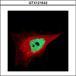 ZNF302 antibody