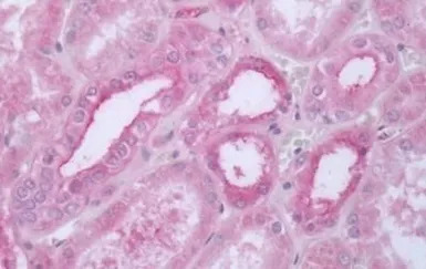 5-HT1D receptor antibody