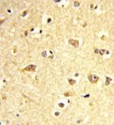 SOX4 antibody, Internal