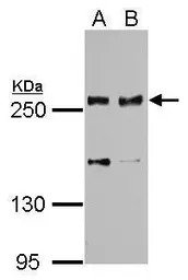 SCRIB antibody