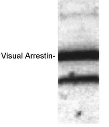 S-arrestin antibody