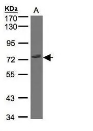 GIMAP8 antibody [N1N2], N-term