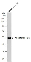 Angiotensinogen antibody [N1C3