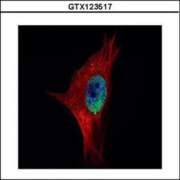 PPWD1 antibody