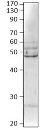 BMP8 antibody