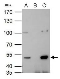 HDAC3 antibody