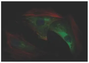 GAPDH antibody [6C5]