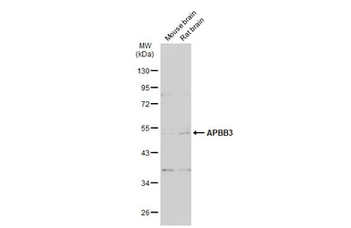 APBB3 antibody [N3C3]