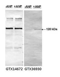 PDE5A antibody