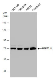 HSP70 1L antibody [N1N3]