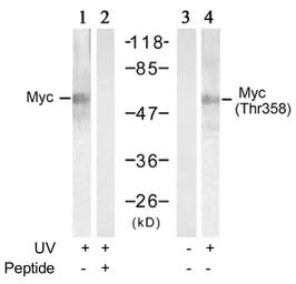 c-Myc (phospho Thr358) antibod