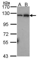 NFkB p100 antibody [C2C3], C-t