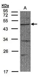 FBXW2 antibody