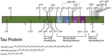 Tau (phospho Ser416) antibody