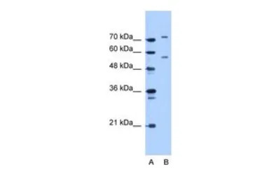 JPH1 antibody, C-term