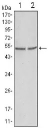 GSK3 alpha antibody [9D5G1]