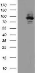 ALDH1L1 antibody [6A10]