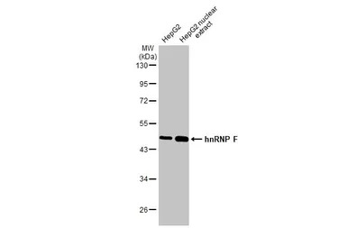 hnRNP F antibody [N1N3]