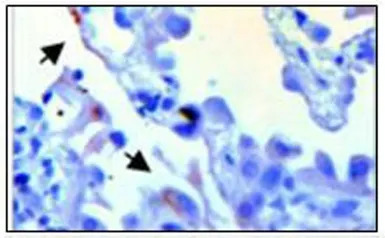 PDE6A antibody