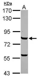 c-Myb antibody [N2C1], Interna