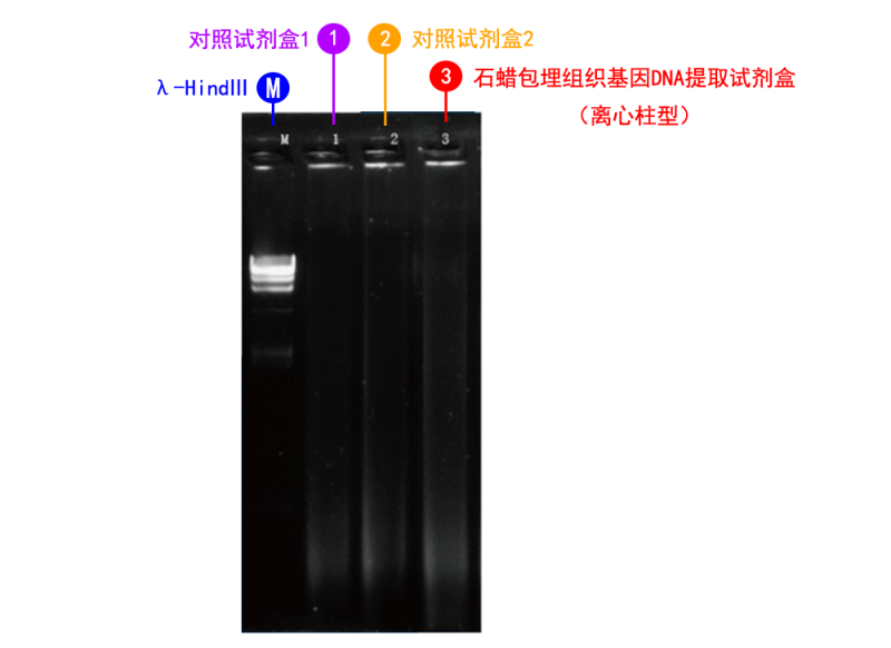 石蜡包埋组织基因 DNA 提取适合