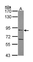 APEH antibody