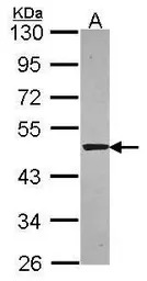 Syntrophin alpha 1 antibody [N