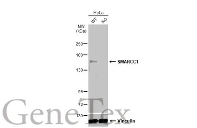 SMARCC1 antibody [C2C3], C-ter