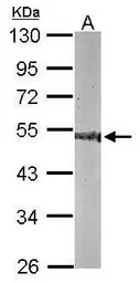 CNDP2 antibody [N3C3]