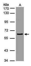 EIF3D antibody