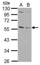 GABPA antibody