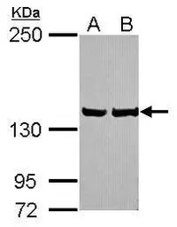 LRP130 antibody [N2N3]