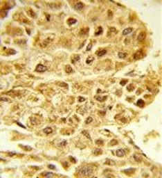 E2F5 antibody, N-term