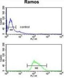 BOB1 antibody, N-term