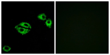 NPY5R antibody