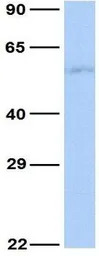 5-HT2C receptor antibody, N-te