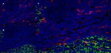 CD205 antibody [MG38] (Low end