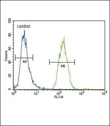 Xanthine Oxidase antibody, N-t