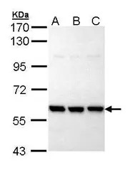 PRP19 antibody [N2C2], Interna