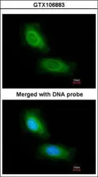 CCDC68 antibody [N2C3]