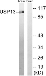 USP13 antibody