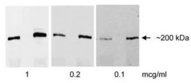 EIF4G1 antibody