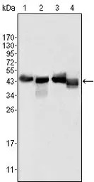 Apolipoprotein A4 antibody [1D