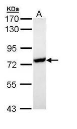 HSP70 1L antibody [N1N3]