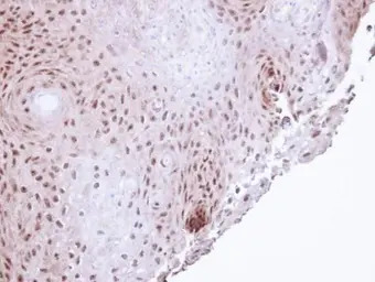 POLH antibody [N1N3]