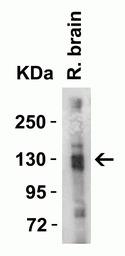 ACE2 antibody