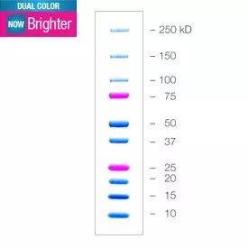 BIO-RAD/伯乐-蛋白标准品, 重组预染双色, 2.5 ml